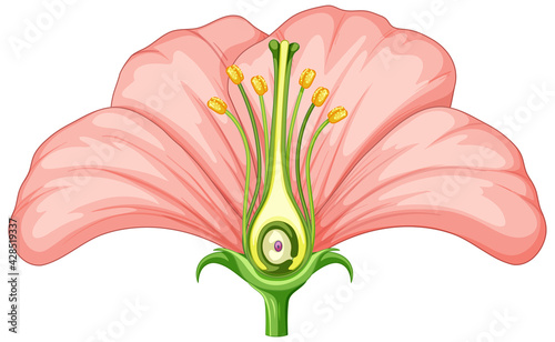 Diagram showing parts of flower