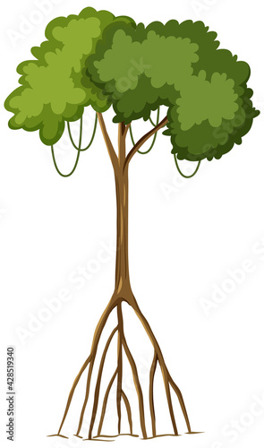 Canvas Print Single rainforest tree with big roots isolated on white background