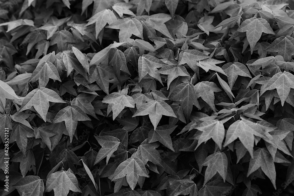 leaves in spring leaves in spring