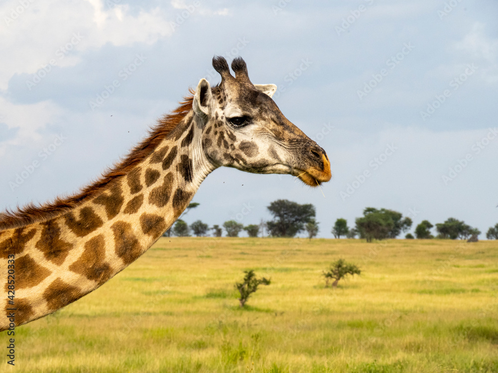 Naklejka premium Serengeti National Park, Tanzania, Africa - February 29, 2020: Giraffes grazing along the savannah