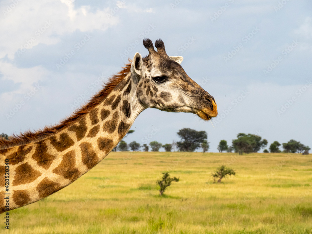Serengeti National Park, Tanzania, Africa - February 29, 2020: Giraffes grazing along the savannah Serengeti National Park, Tanzania, Africa - February 29, 2020: Giraffes grazing along the savannah