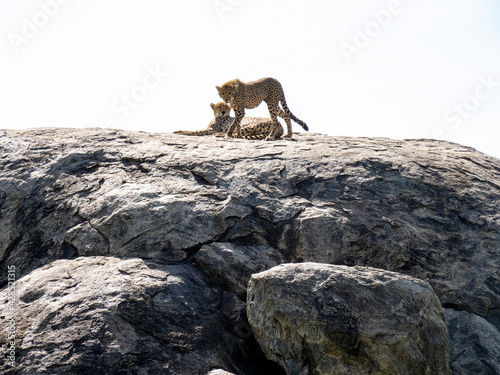 Serengeti National Park, Tanzania, Africa - March 1, 2020: Leopards resting on top of a rock in the sun