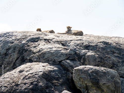 Serengeti National Park, Tanzania, Africa - March 1, 2020: Leopards resting on top of a rock in the sun © Elise