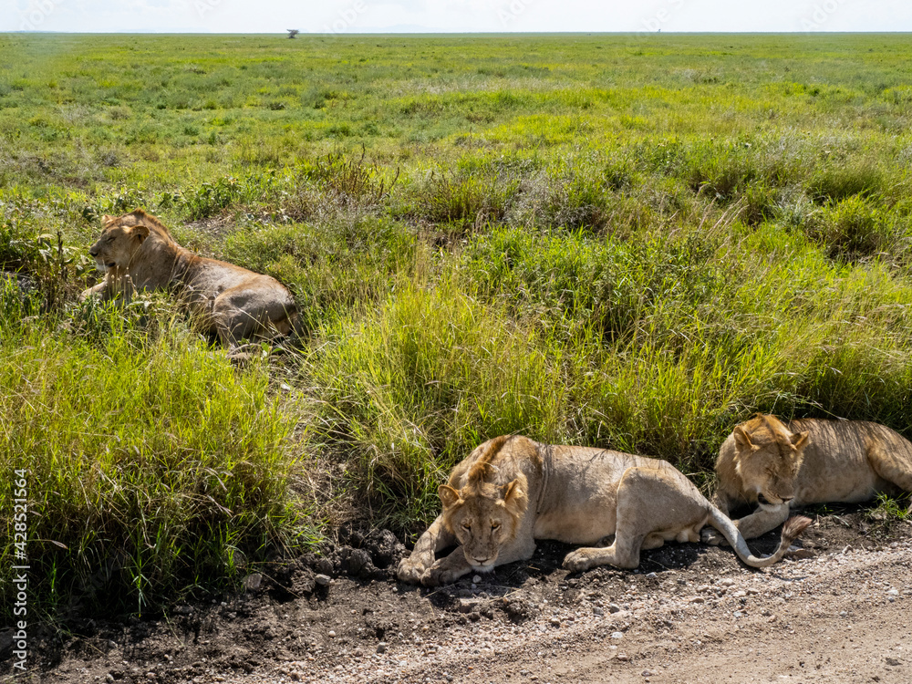 Serengeti National Park, Tanzania, Africa - March 1, 2020: Young lions resting along the side of the road Serengeti National Park, Tanzania, Africa - March 1, 2020: Young lions resting along the side of the road