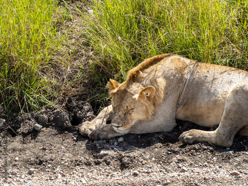 Serengeti National Park, Tanzania, Africa - March 1, 2020: Young lions resting along the side of the road Serengeti National Park, Tanzania, Africa - March 1, 2020: Young lions resting along the side of the road