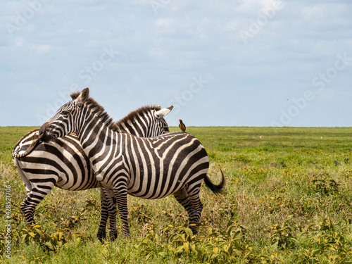Serengeti National Park, Tanzania, Africa - March 1, 2020: Zebras in pairs on the side of the road © Elise