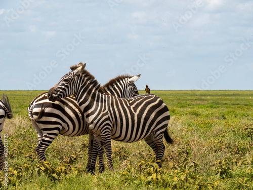 Serengeti National Park, Tanzania, Africa - March 1, 2020: Zebras in pairs on the side of the road © Elise