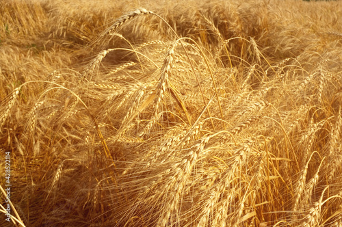 Ripe ears of ripe rye in a summer field close-up