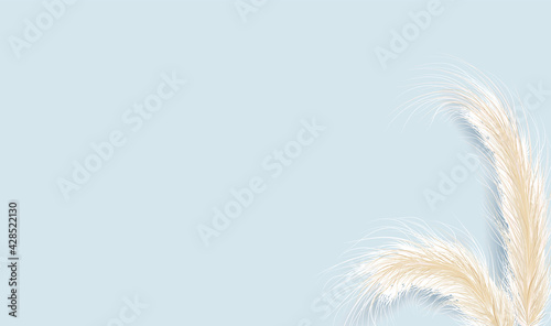 Dried natural pampas grass on blue background. Floral ornament elements in boho style. Vector illustration of cortaderia selloana. New trendy home decor. Flat lay, copy space, top view.
