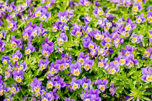 春　ビオラの花畑　紫