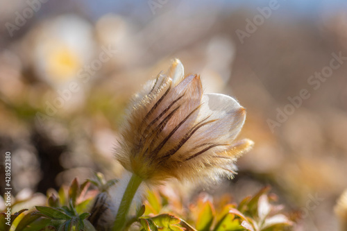  spring pasqueflower, lady of the snows. Pulsatilla vernalis photo