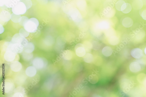 bokeh background,Amazing nature view of green leaf on blurred greenery background in garden and sunlight with copy space using as background natural green plants landscape, ecology, fresh wallpaper co