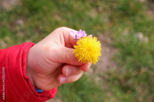 blooming yellow freshman flower in the hand of a little boy in March