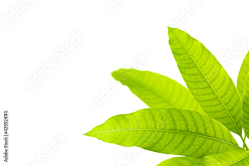Young mango leaves on white background.