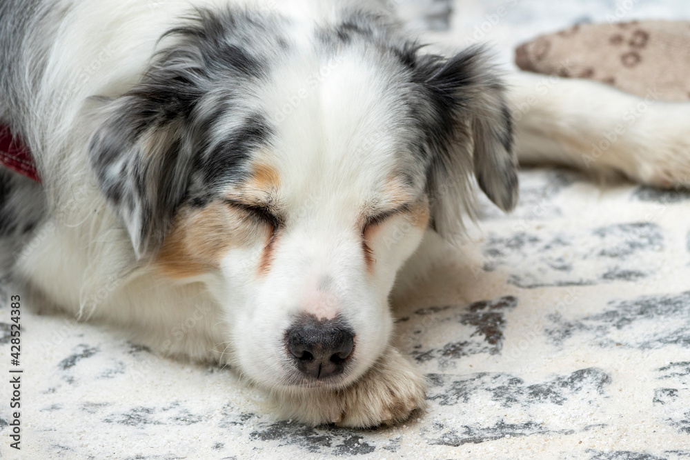 Australian Shepard tired dog laying down resting looking at camera at cafe floor