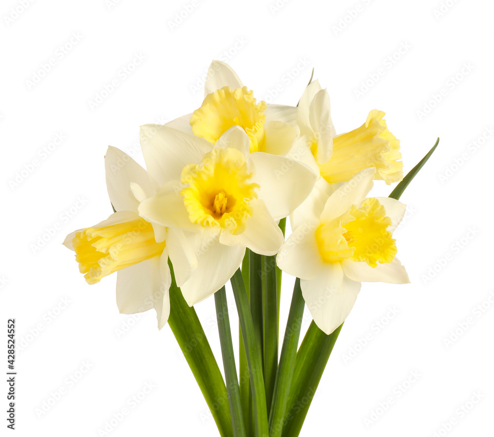Fototapeta premium Beautiful daffodils on white background