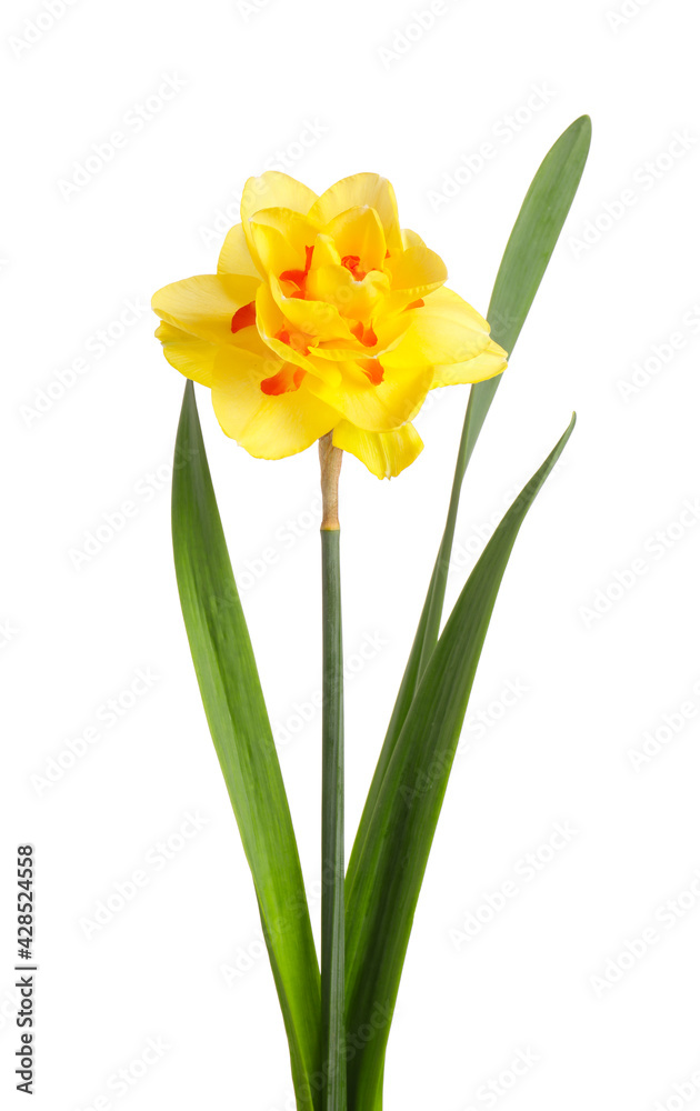 Beautiful narcissus on white background