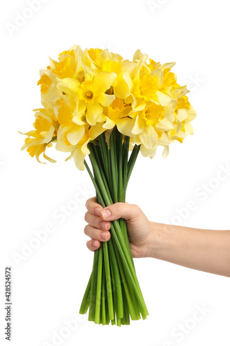 Fototapeta Naklejka Na Ścianę i Meble -  Female hand with beautiful daffodils on white background