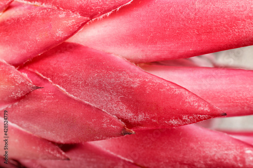 Beautiful protea flower as background, closeup