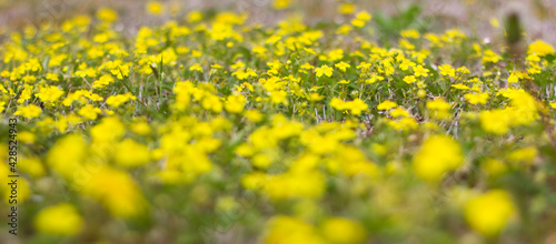 野原一面の黄色い花 © MOMO