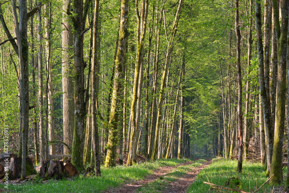 Fototapeta premium Ground road crossing fresh green springtime forest