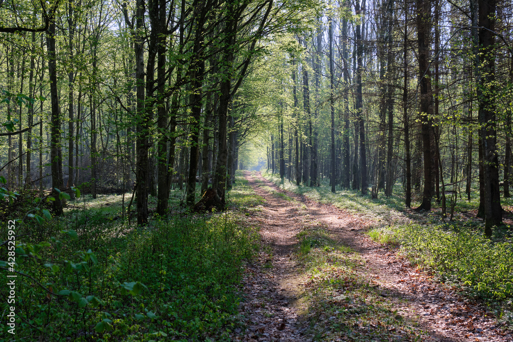 Ground road crossing fresh green springtime forest Ground road crossing fresh green springtime forest