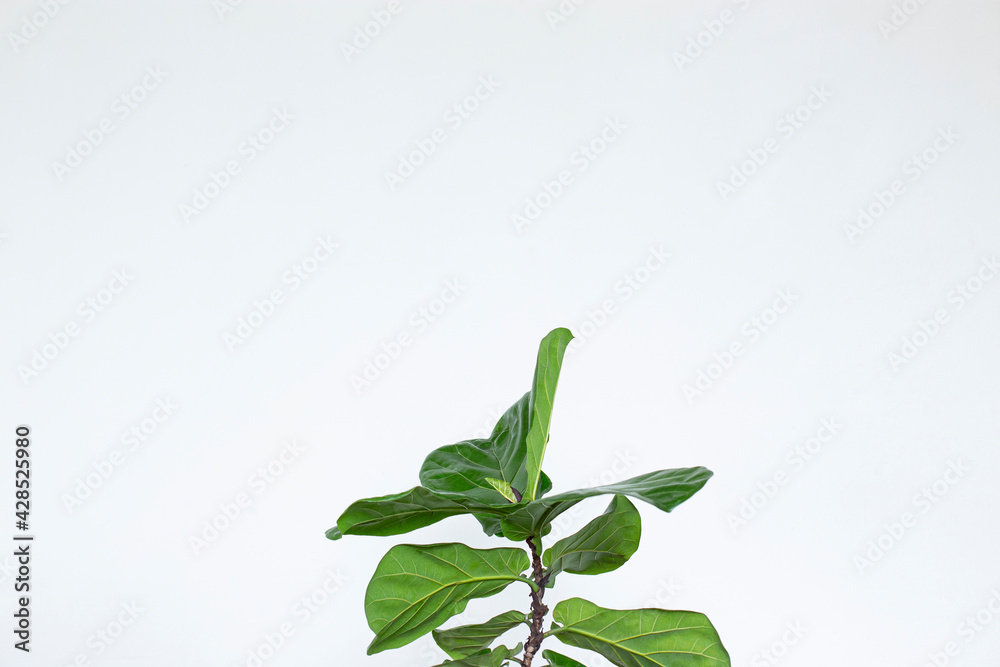 Scandinavian Decor style Plant Green Leaf.Fiddle Leaf Fig Tree. Scandinavian Decor style Plant Green Leaf.Fiddle Leaf Fig Tree.