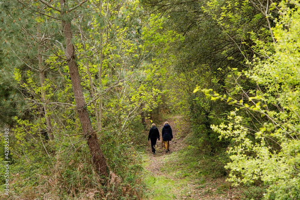 senior couple walking in the forest senior couple walking in the forest