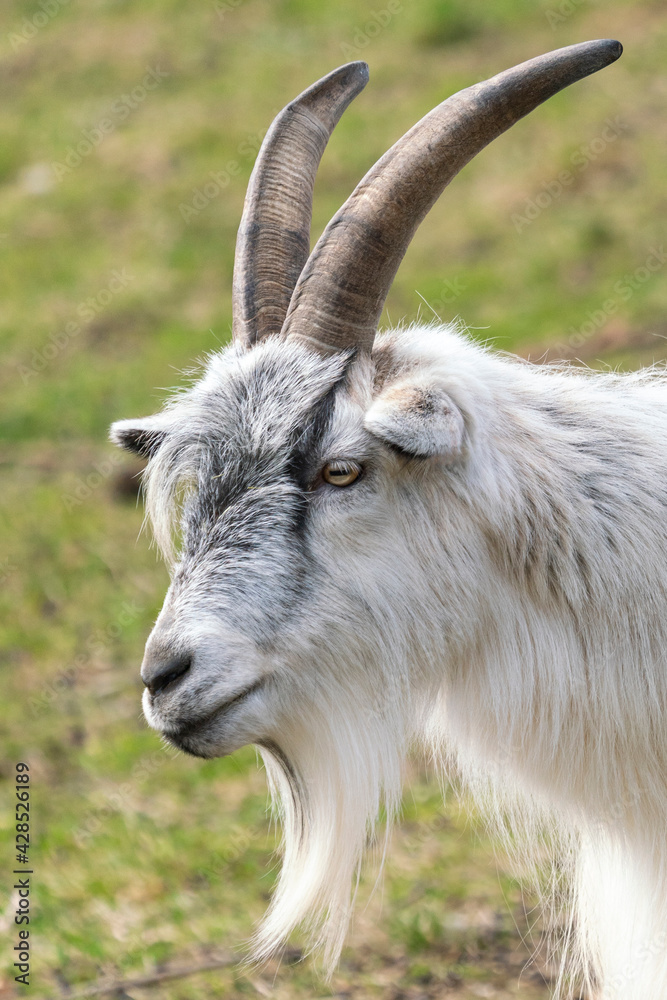 Goat Landrace Jamtland goat at Slotsskogen zoo keeping traditional animals from going extinct and from mixing with other breeds. 