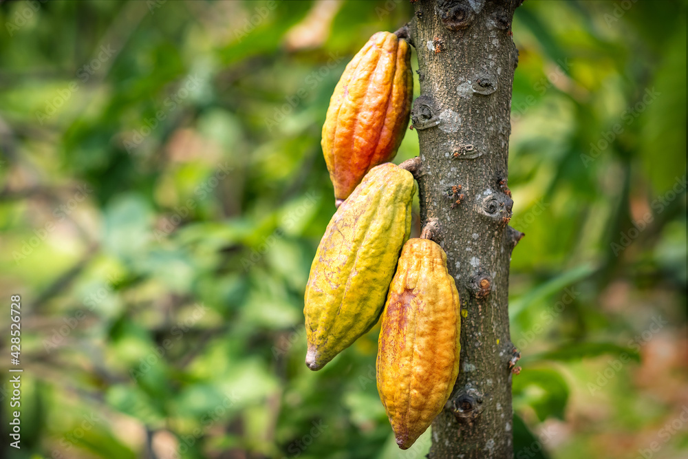 Cacao tree with cacao pods in a organic farm.. Cacao tree with cacao pods in a organic farm..