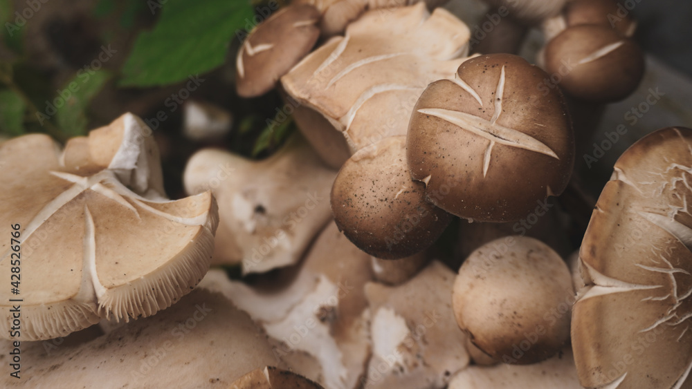 Mushrooms that grow in the rainy season. This type of mushroom is edible.