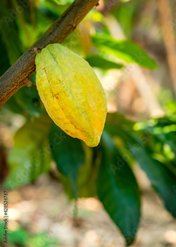 Cacao tree with cacao pods in a organic farm..