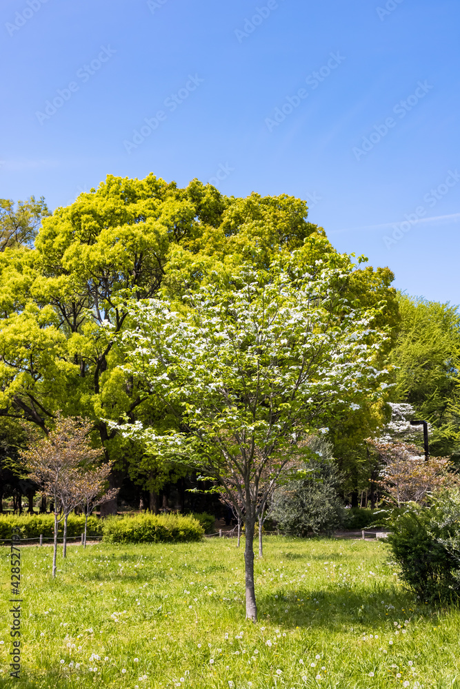 Obraz premium (東京都ｰ都市風景)春の代々木公園風景６