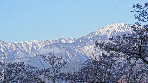 残雪の雪山と桜が美しい大町公園