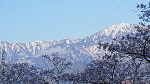 残雪の雪山と桜が美しい大町公園