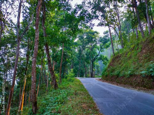 isolated tarmac road leading to deep forests