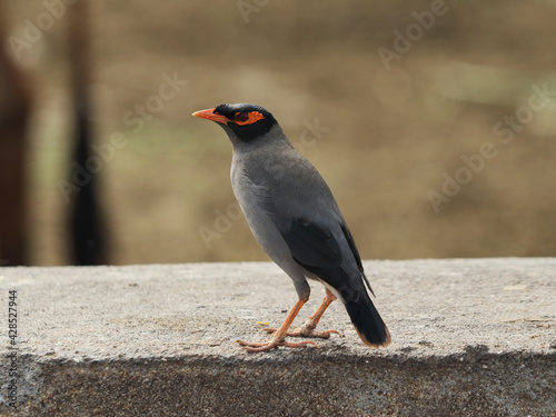 Closeup of the bank myna (acridotheres ginginianus)  with blurred background photo