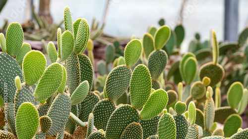 Closeup image of Bunny ear cactus or Opuntia microdasys in botanic garden