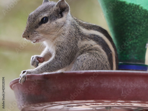 Closeup shot of an Indian palm squirrel (Funambulus palmarum) sitting in the food bowl photo