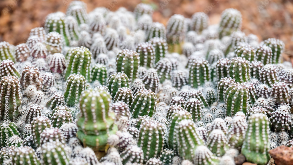Fototapeta premium Closeup image of cactus in botanic garden