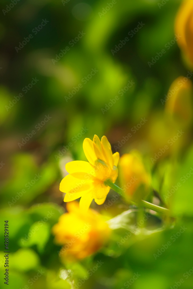 Beautiful summer composition with yellow flowers on green grass vertical background Beautiful summer composition with yellow flowers on green grass vertical background