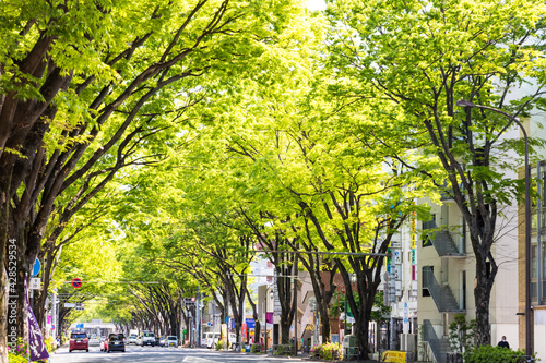(東京都-都市風景)春の甲州街道並木風景２
