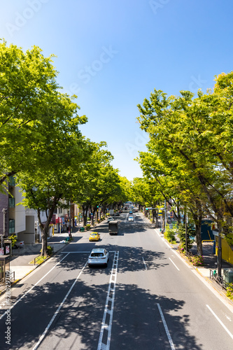 (東京都-都市風景)春の甲州街道並木風景１