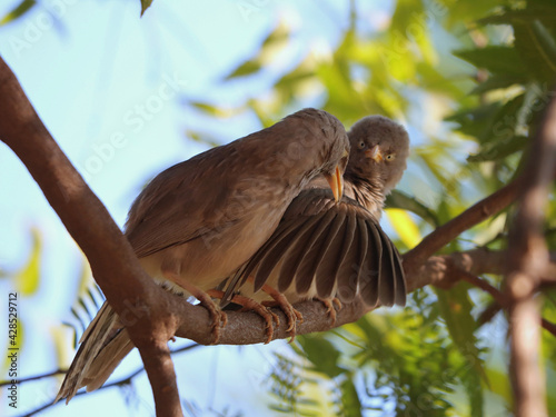 Fototapeta Naklejka Na Ścianę i Meble -  Selective focus shot of jungle babblers perched outdoors