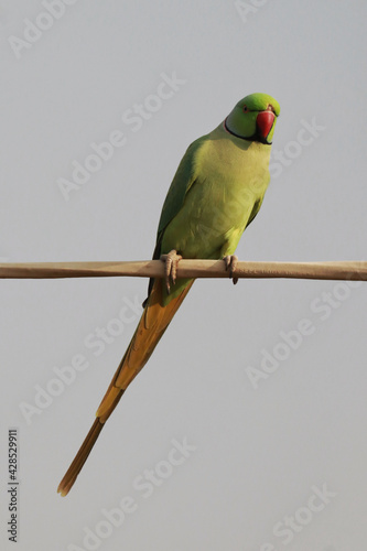 Obraz na plátně Vertical shot of a rose-ringed parakeet perched outdoors
