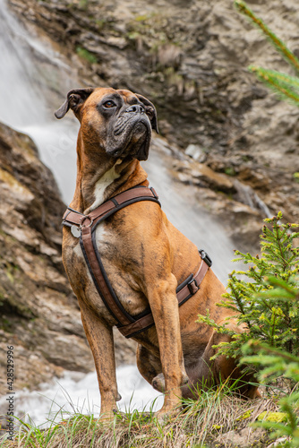 Boxer Portrait 