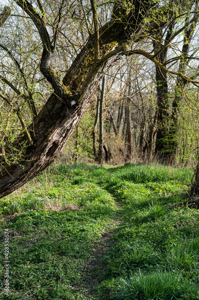 path through fresh green grass passing under an old tree and into a bright forest path through fresh green grass passing under an old tree and into a bright forest