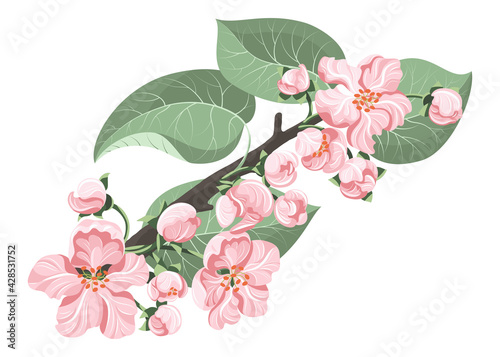 Spring branch blooms. Flowers and leaves of apple, sakura or almond in pastel shades. Isolated white background.