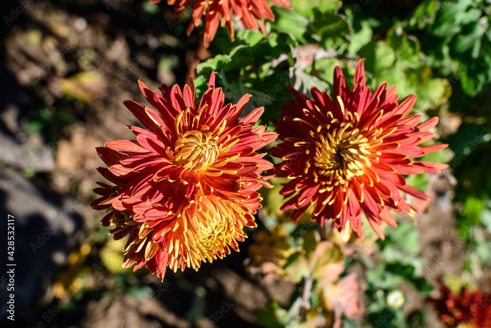 Two vivid orange Chrysanthemum x morifolium flowers in a garden in a sunny autumn day, beautiful colorful outdoor background photographed with soft focus. Two vivid orange Chrysanthemum x morifolium flowers in a garden in a sunny autumn day, beautiful colorful outdoor background photographed with soft focus.