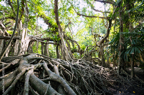 Old banyan tree jungle at Little amazon  Phang Nga